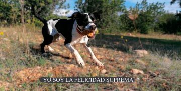 YO SOY LA FELICIDAD SUPREMA