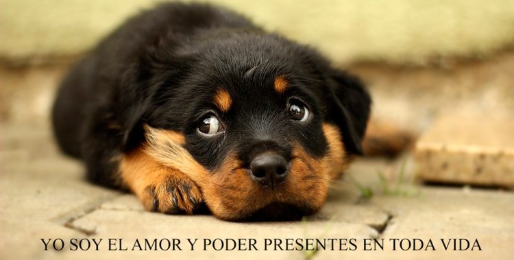 YO SOY EL AMOR Y PODER PRESENTES EN TODA VIDA